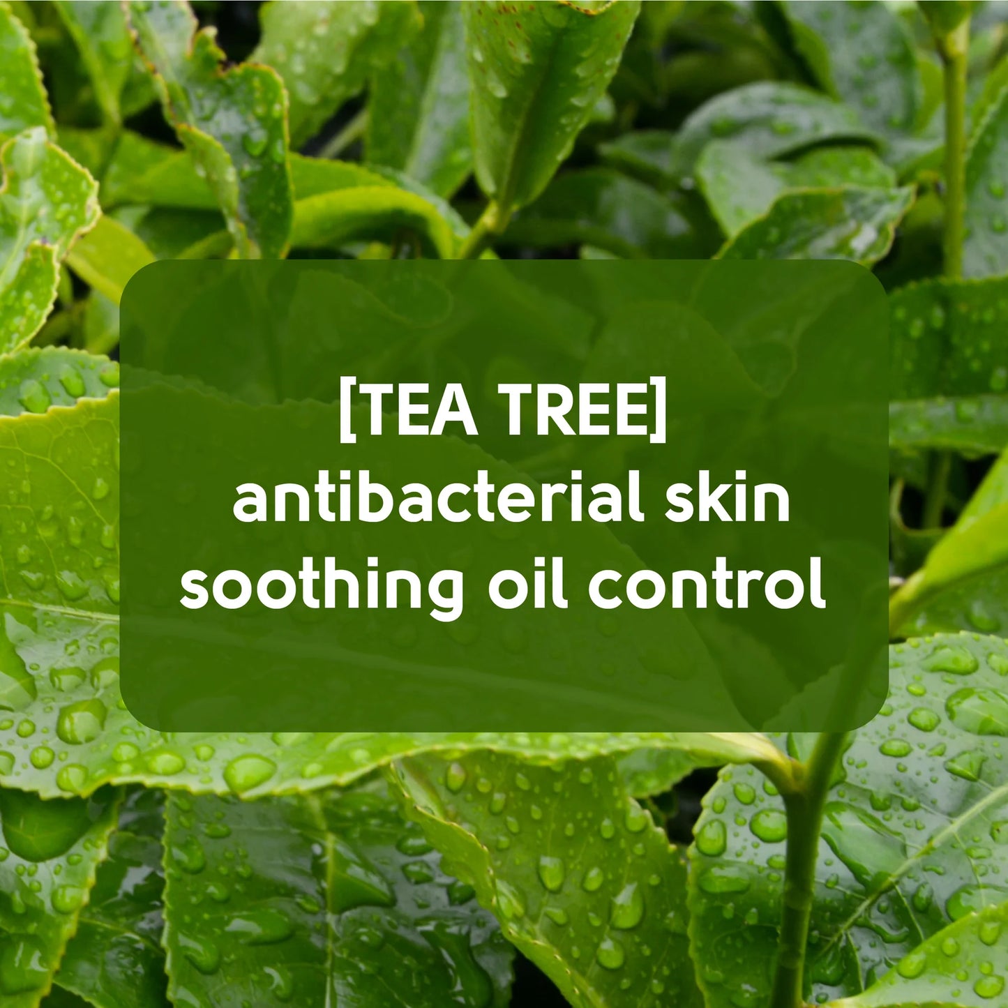 Face Facts Tea Tree Nose Pore Strips 6 Strips